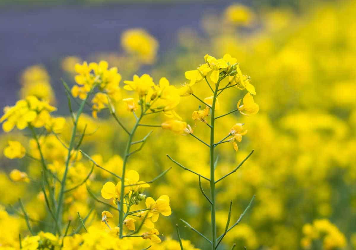 Mustard plant