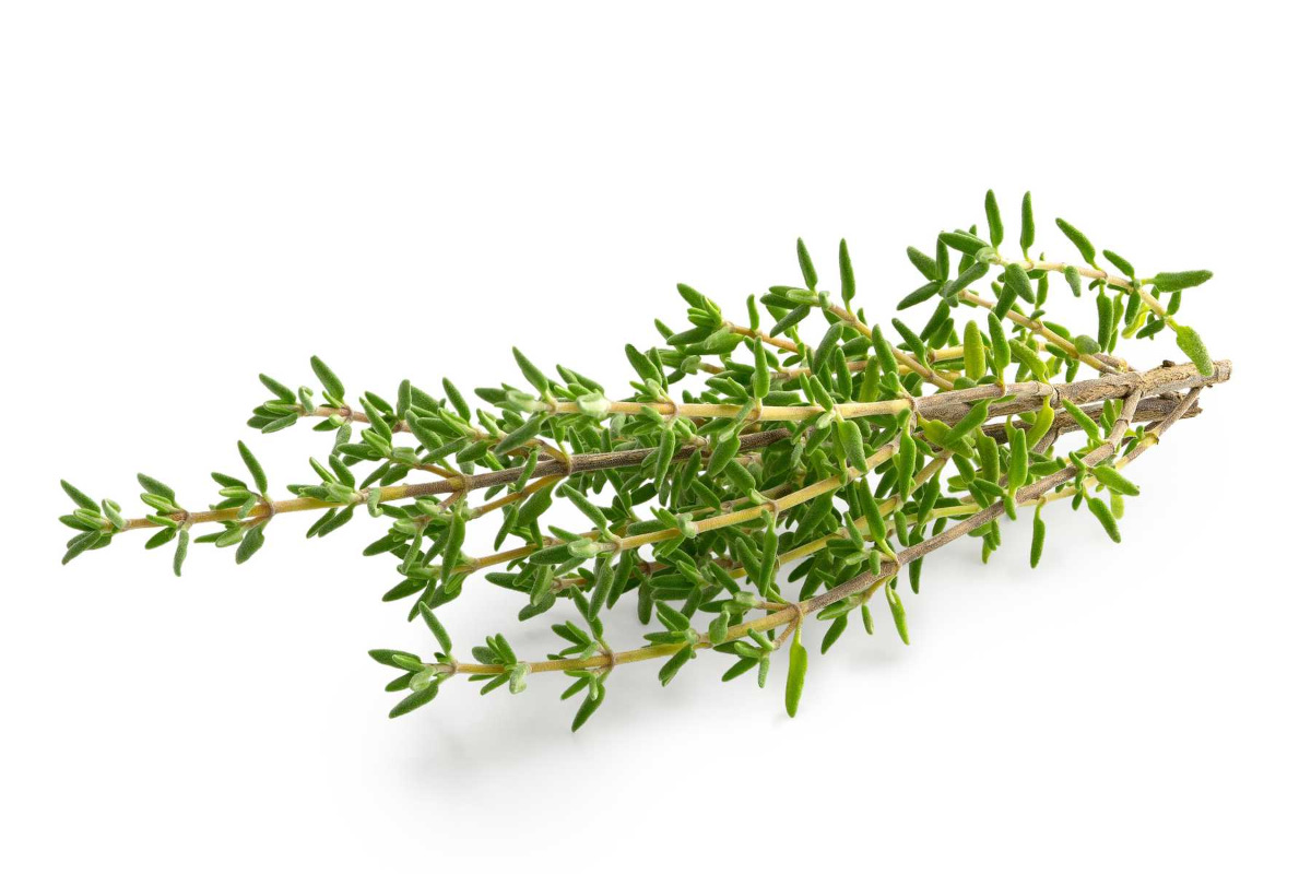 Thyme