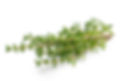 thyme A.jpg