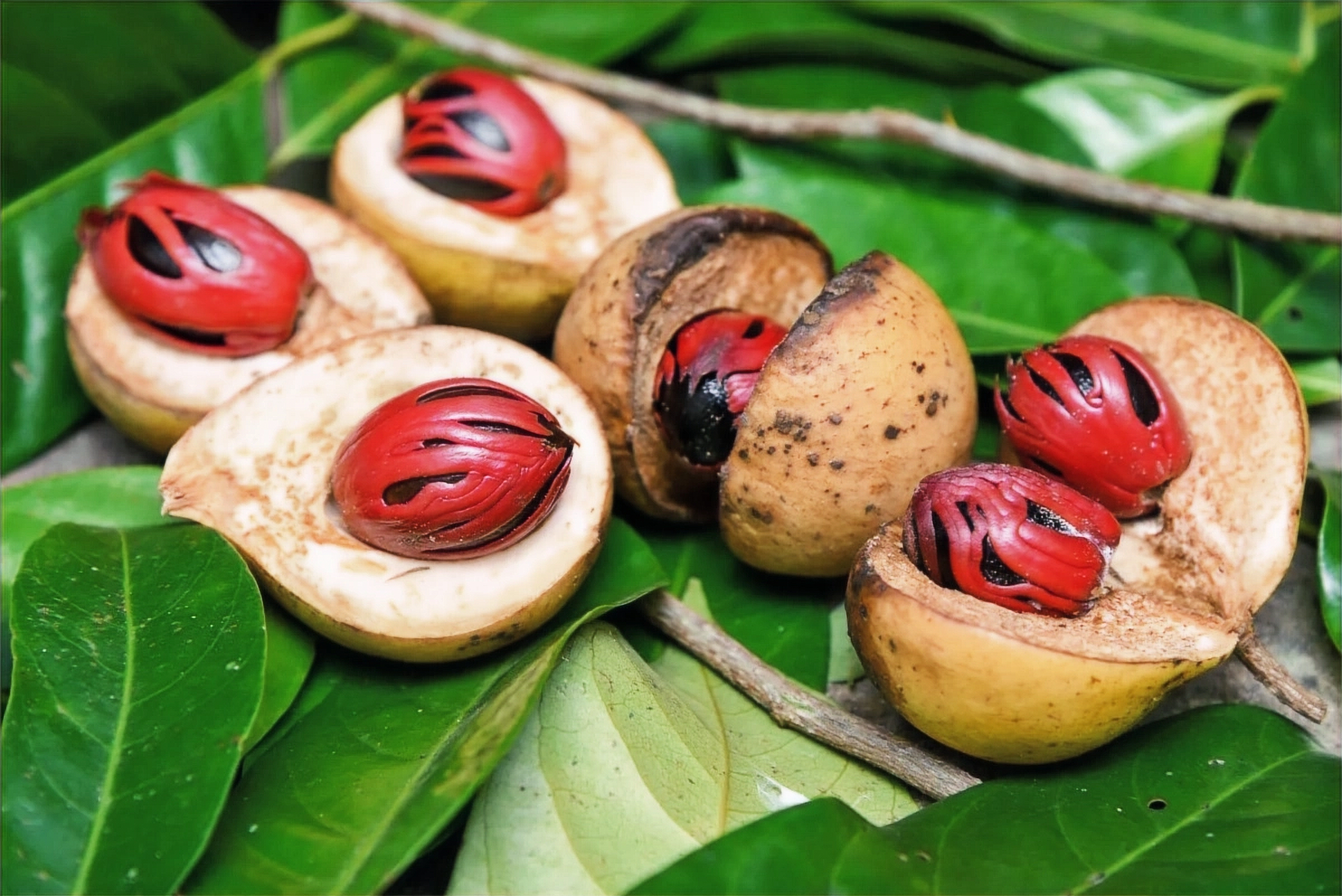 Nutmeg plant