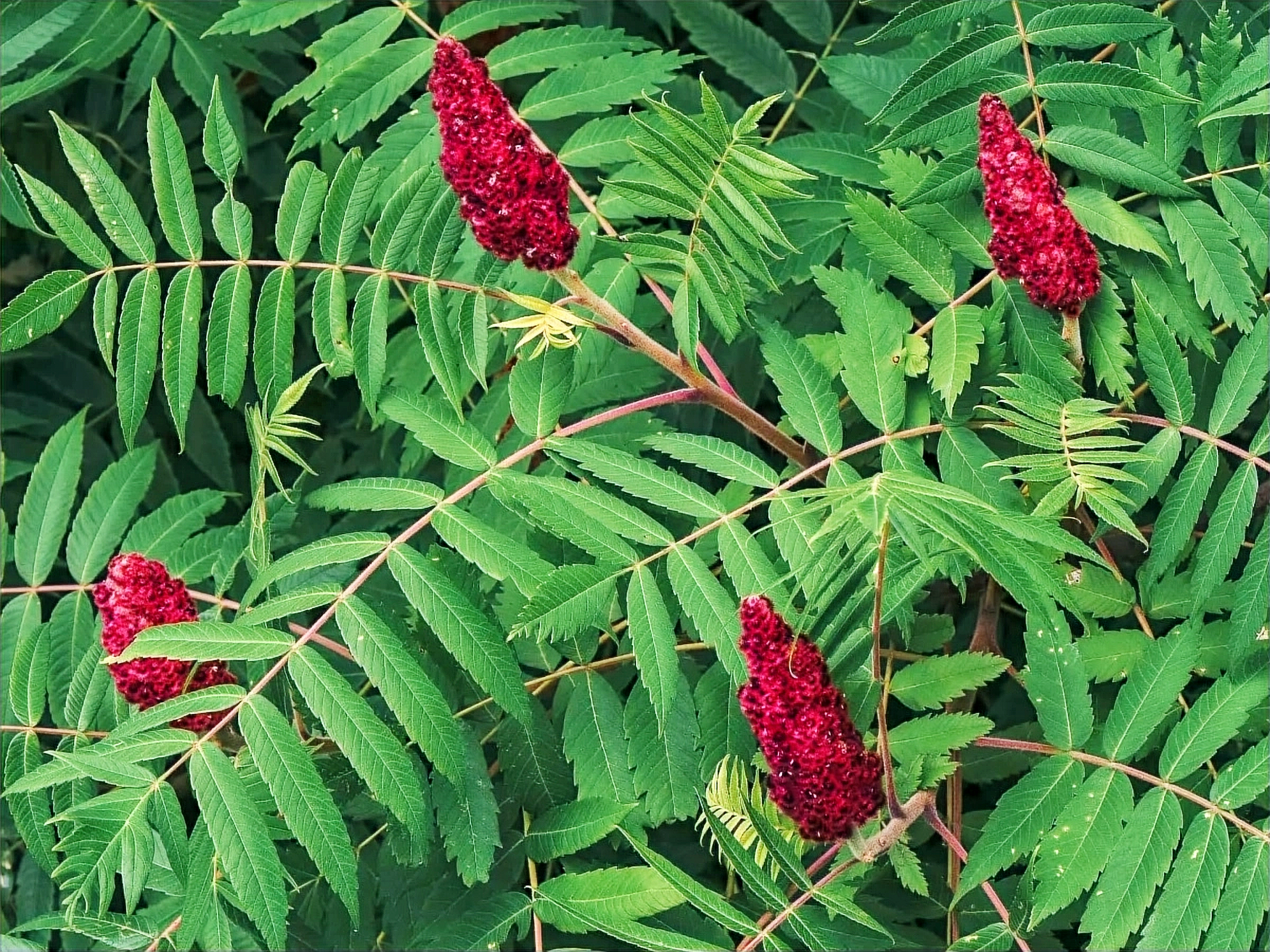 Sumac plant