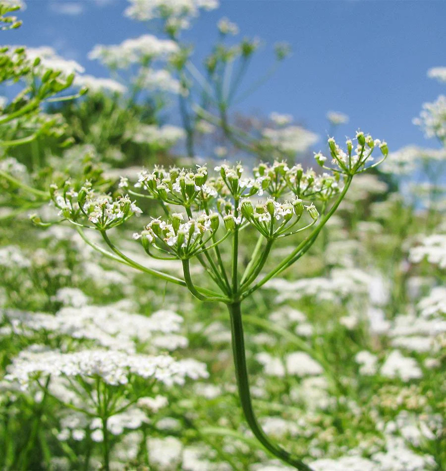 Cumin plant