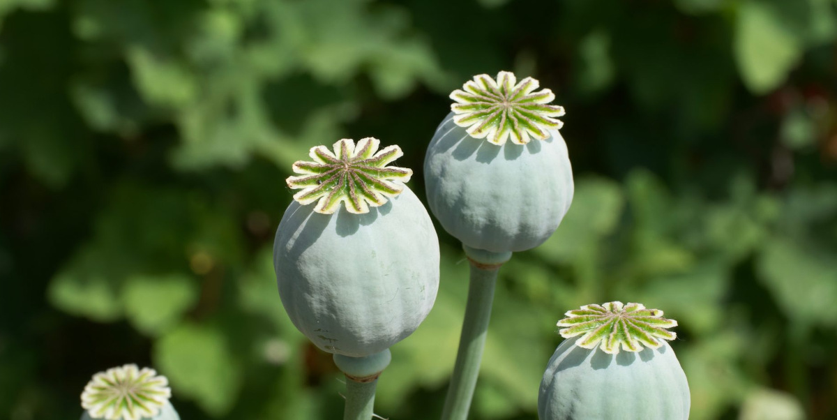 Poppy plant