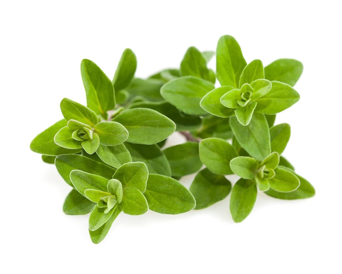 Marjoram