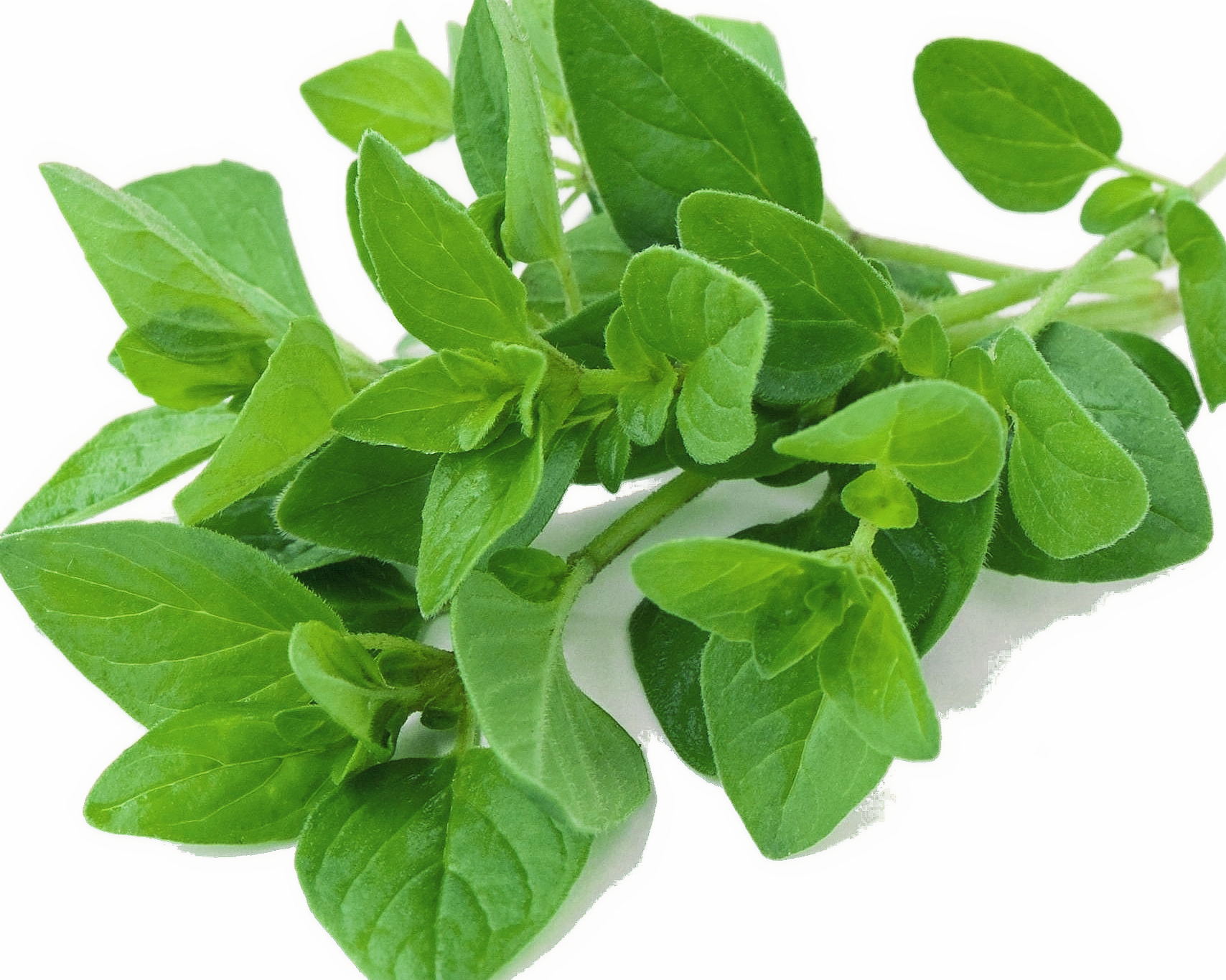 Oregano plant