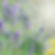 thyme B.jpg