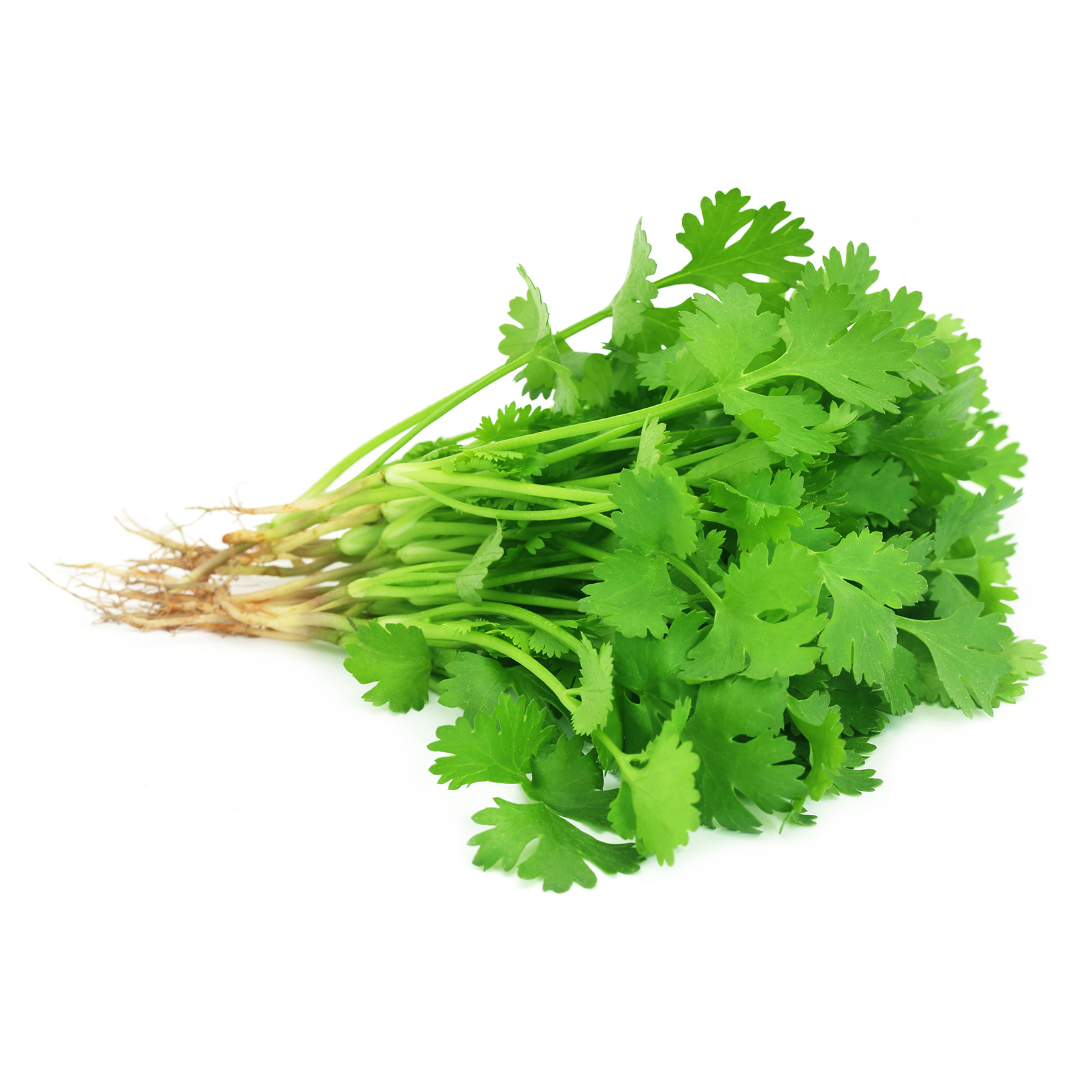 Coriander plant