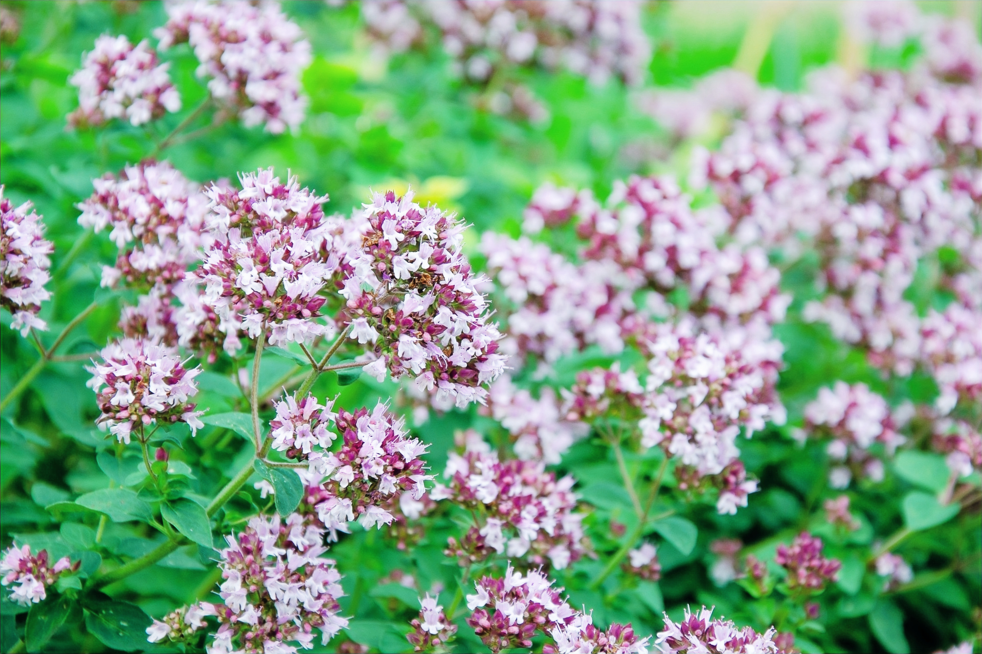 Marjoram plant