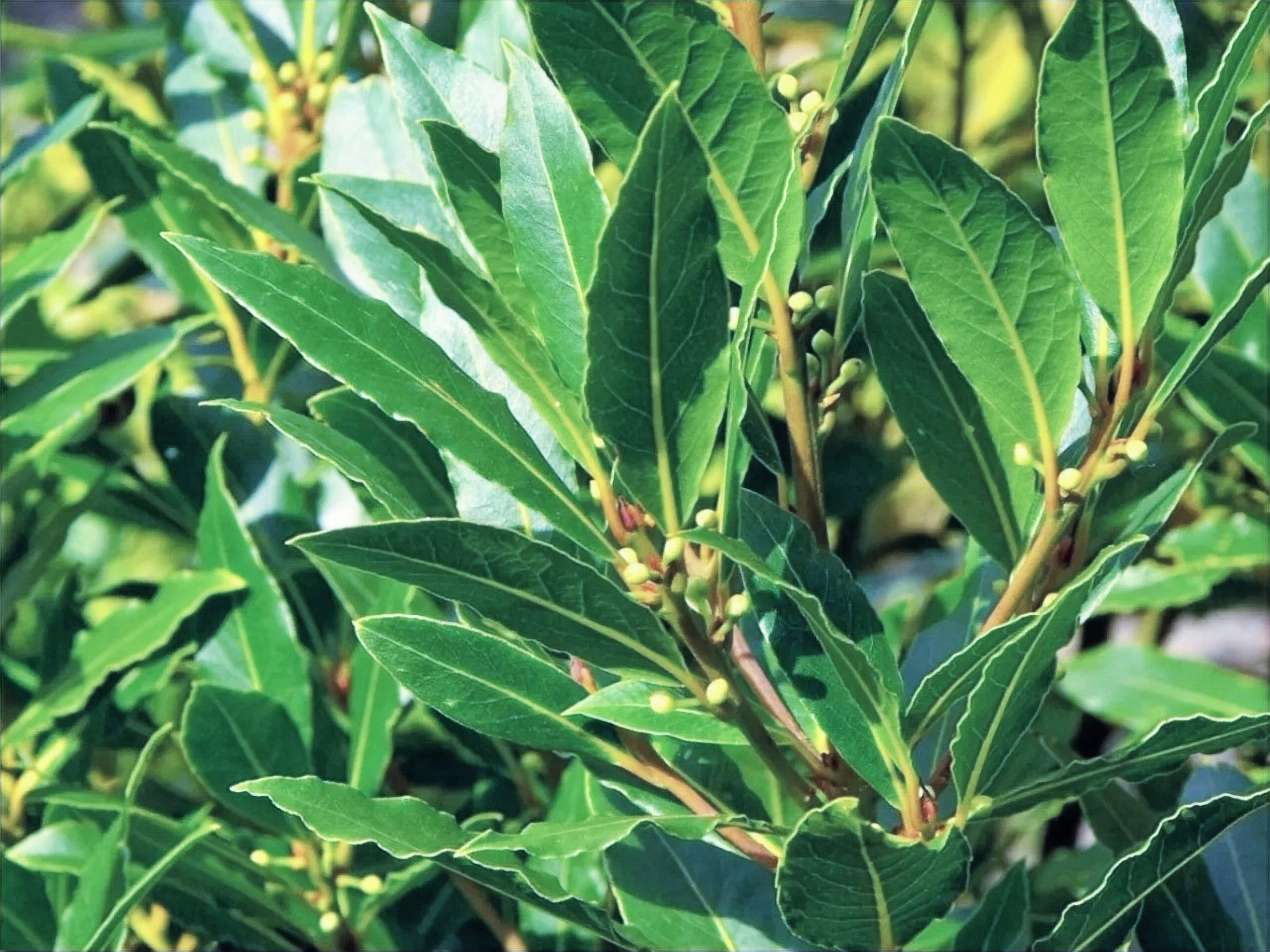 Bay Leaf or Laurel plant