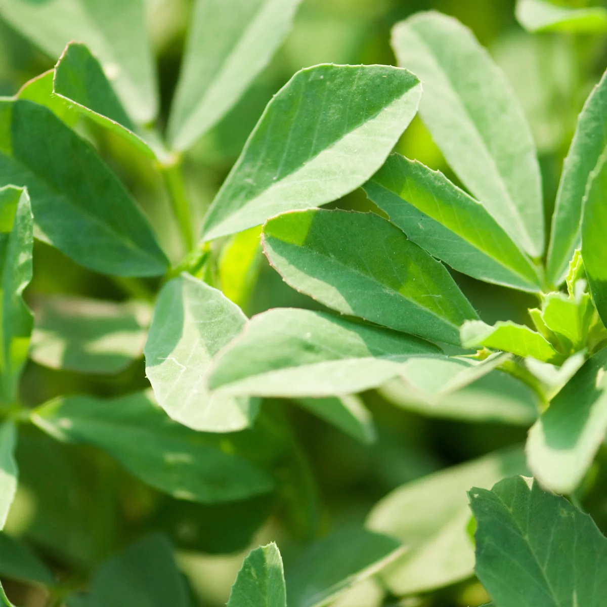 Fenugreek plant
