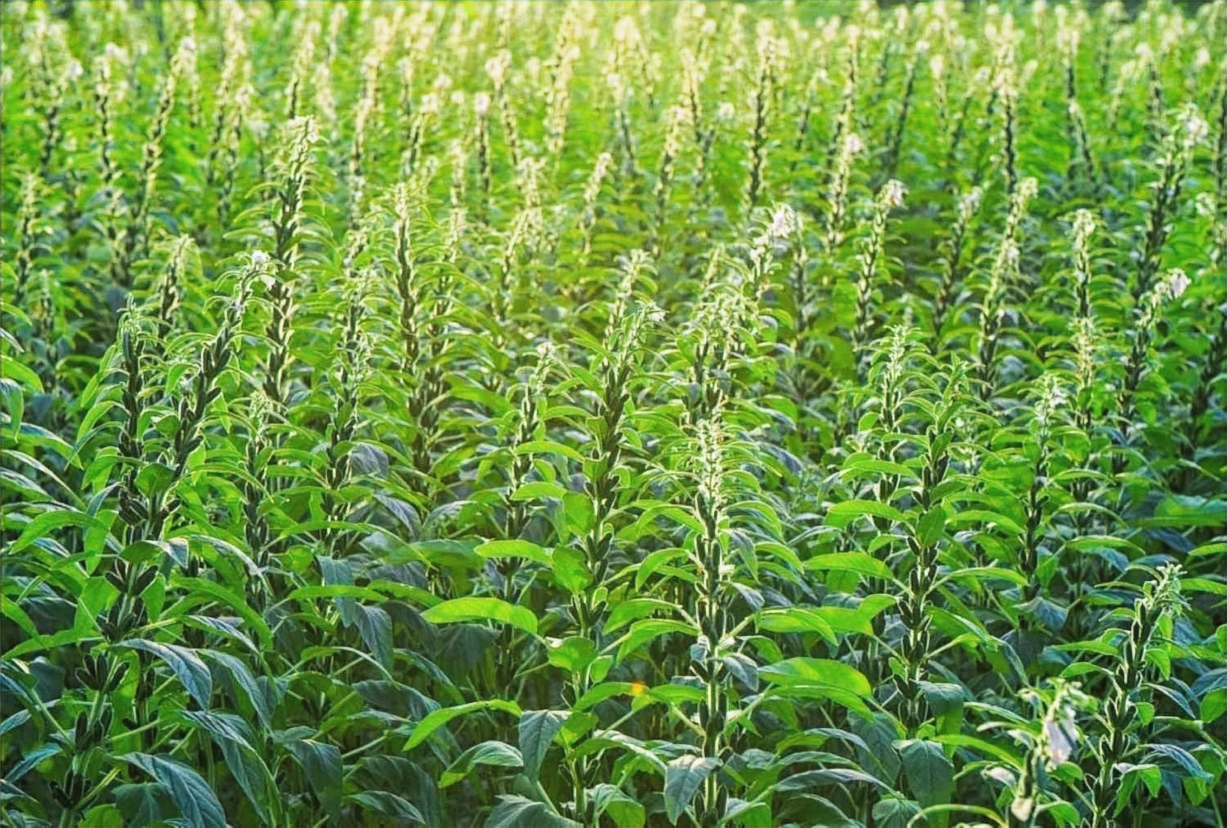 Sesame plant