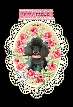 茅ケ崎市トリミングサロンＤＢＴ　お客様ココちゃん　お顔バリカン　ケネルクリップがお似合いでとても素敵ですね。