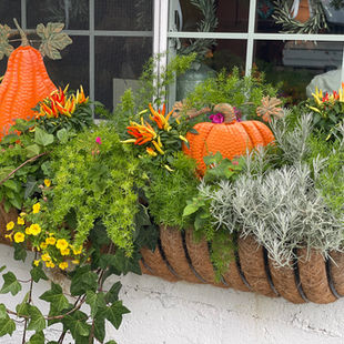 Welcome the Beauty of Fall!