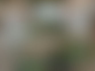 There is still time for Christmas magic!