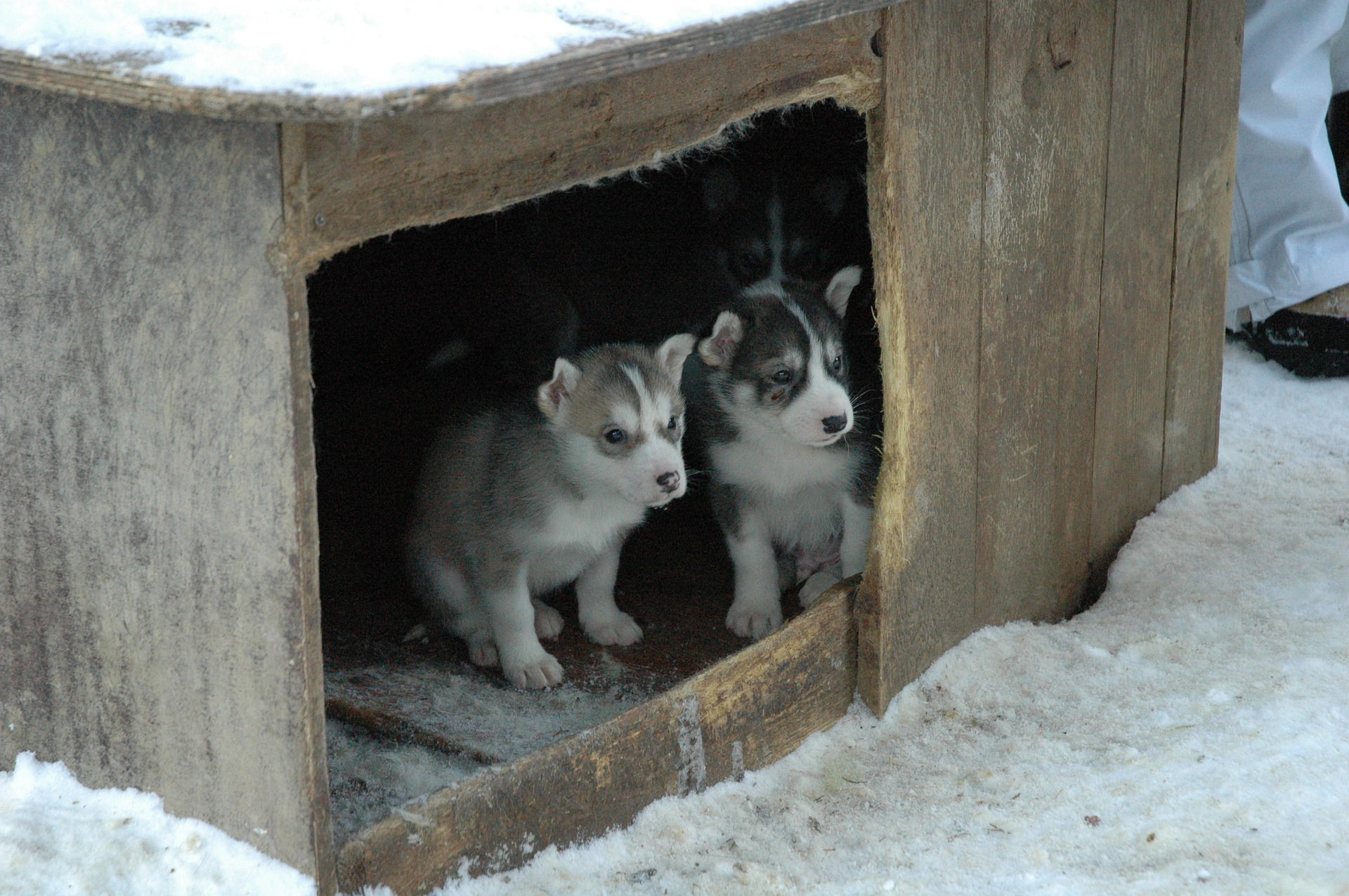 Chiots élevés à l'extérieur, mauvaises conditions de vie