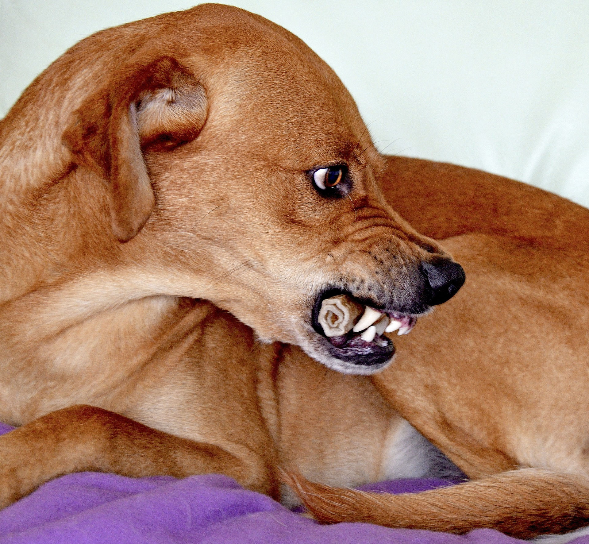 Les oreilles sont collées sur le crâne, et les lèvres supérieures sont rétractées afin d'exposer les crocs. La posture, c’est-à-dire l’ensemble du corps du chien est figée.