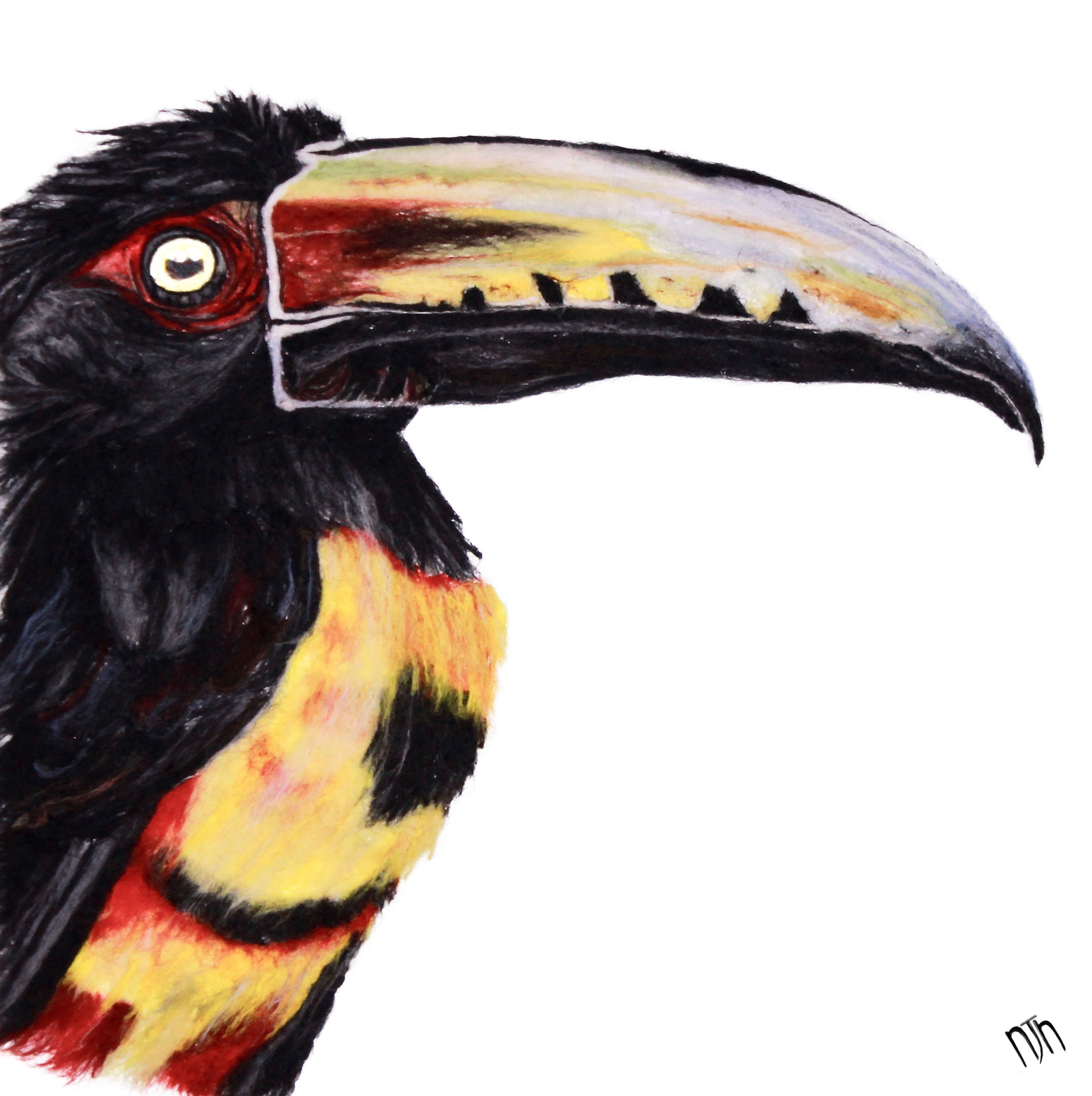 Aracari Tucan - Wildlife Wool Painting