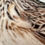 Thumbnail: Skylark - Wildlife Wool Painting