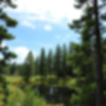 pine trees around a pond.jpg