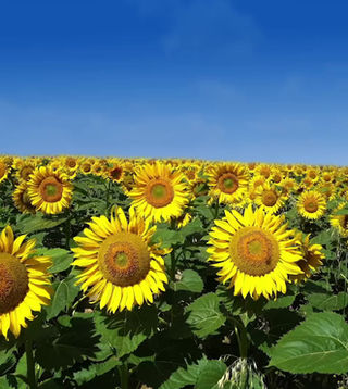 Home 全国色素性乾皮症xp連絡会