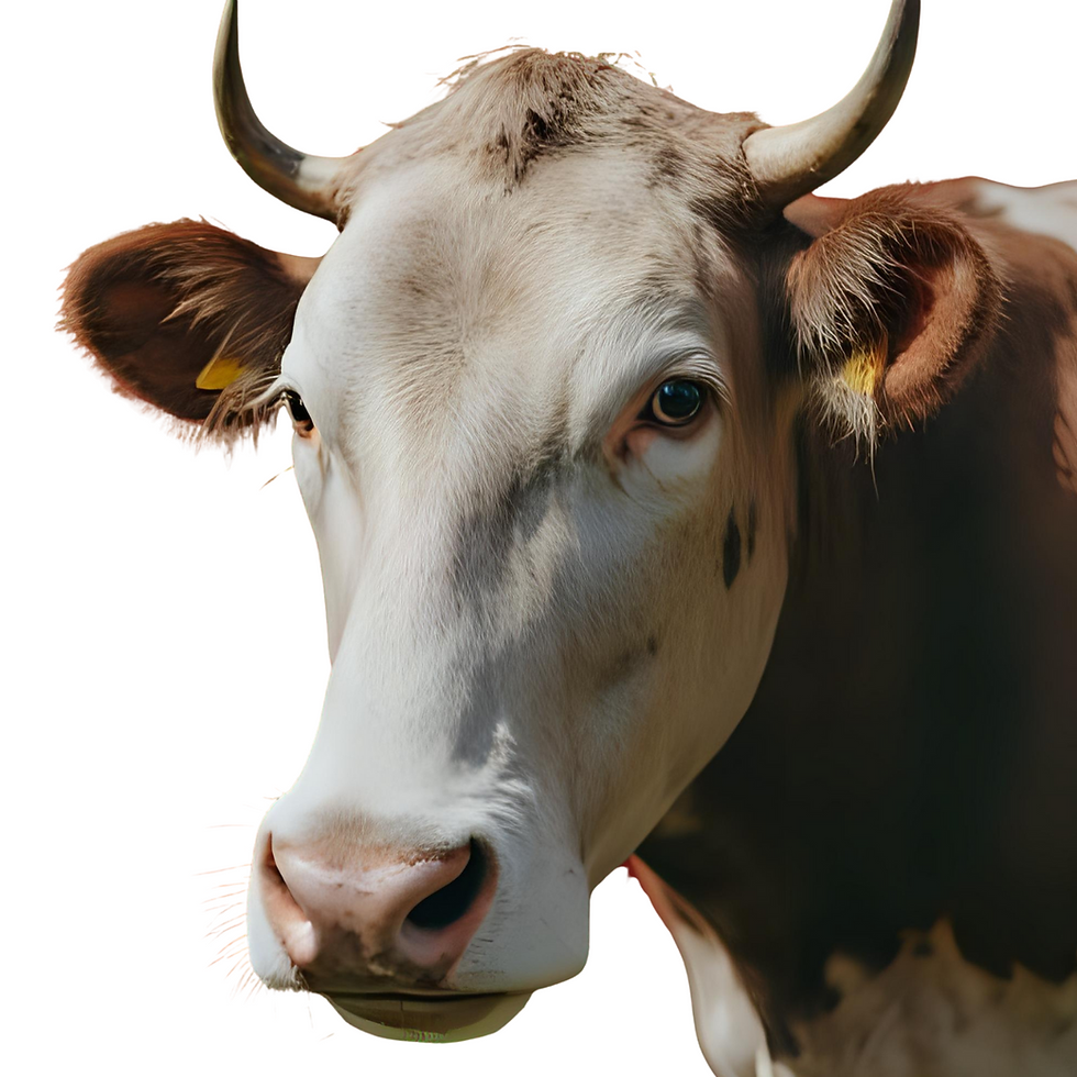 Cow