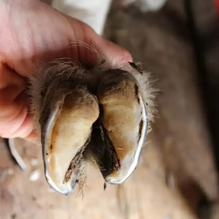 Miniatura: Hoof Cutting Tool for Goats and Sheep Heavy Duty Stainless Steel Trimming Shears