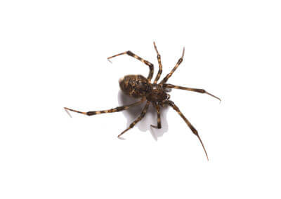 American House Spider