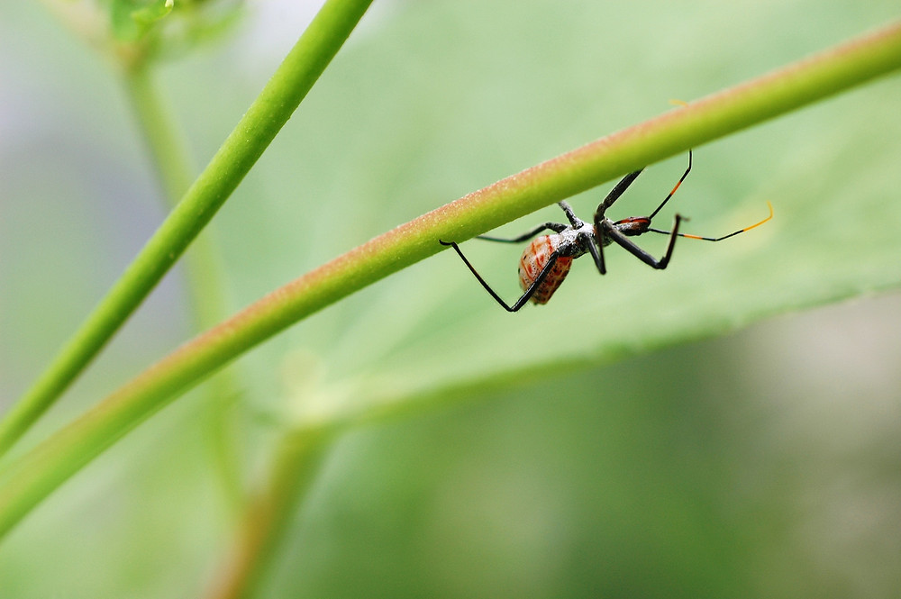 black widow spider on leaf dangerous