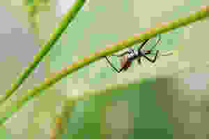black widow spider on leaf dangerous