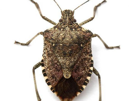 Winter Bugs: Does Your House Have Unwanted Guests?
