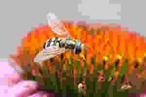 Black and yellow wasp stings cause swelling and itching