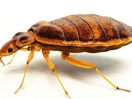 The Google Search That Changed How I Run My Pest Control Business