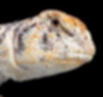 Uromastyx