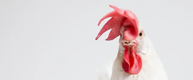 avian vet clinic near me