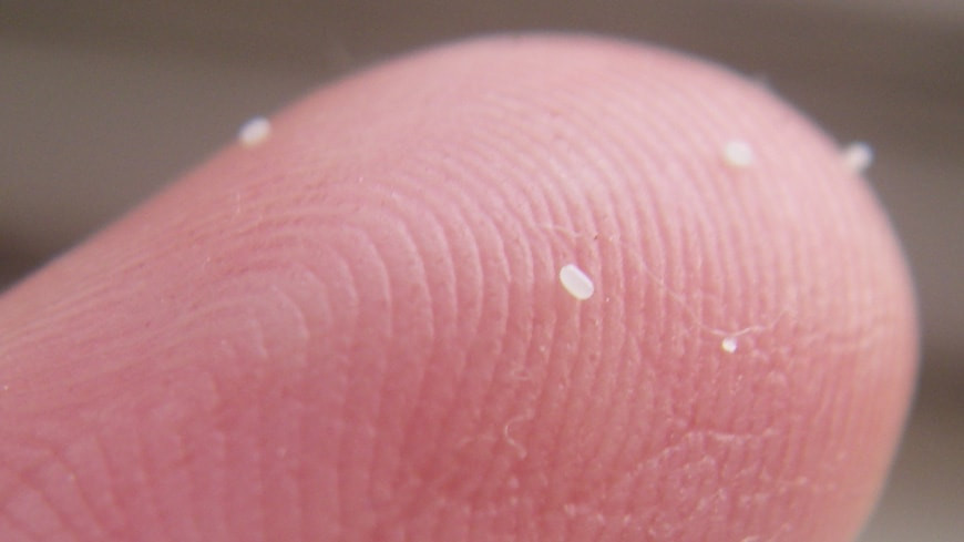 Flea eggs