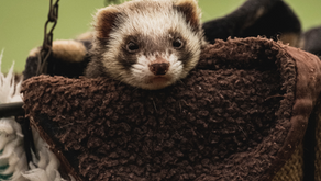 A cute ferret peeks out of a cozy brown hammock with a snug, relaxed expression. The background is blurred green and white.