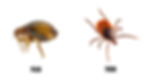 Flea vs Tick