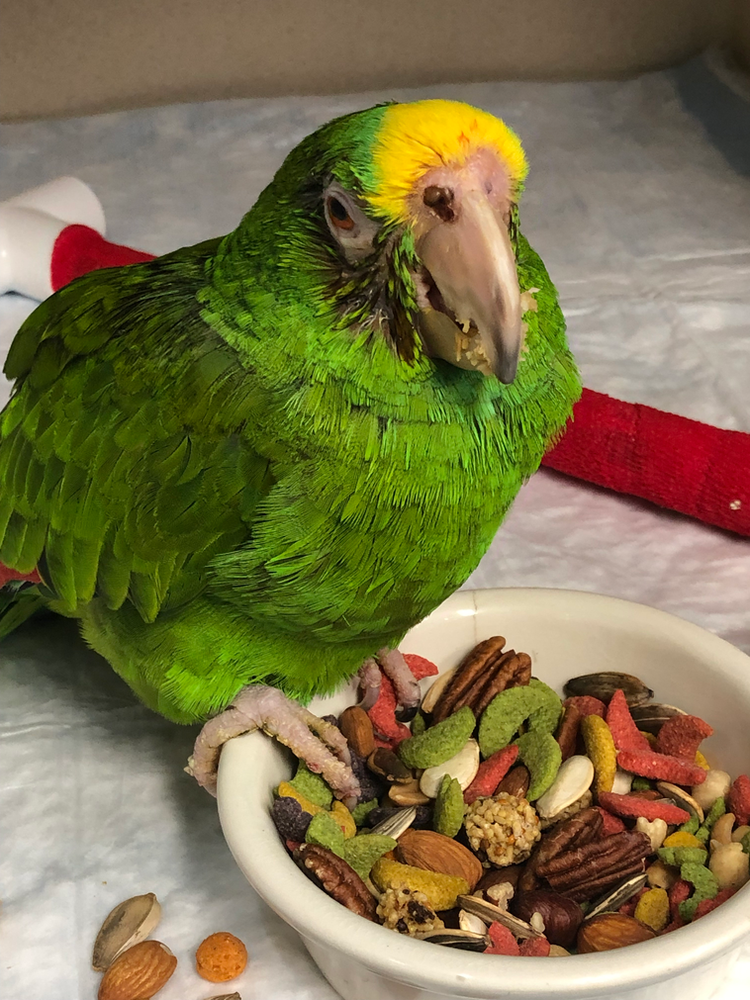 Top 4 Reasons to Visit an Avian Vet Long Island Bird & Exotic Pet Vet