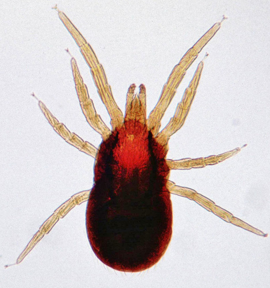 types-of-mites-their-habitat-species-sterifab-bed-bug-blog