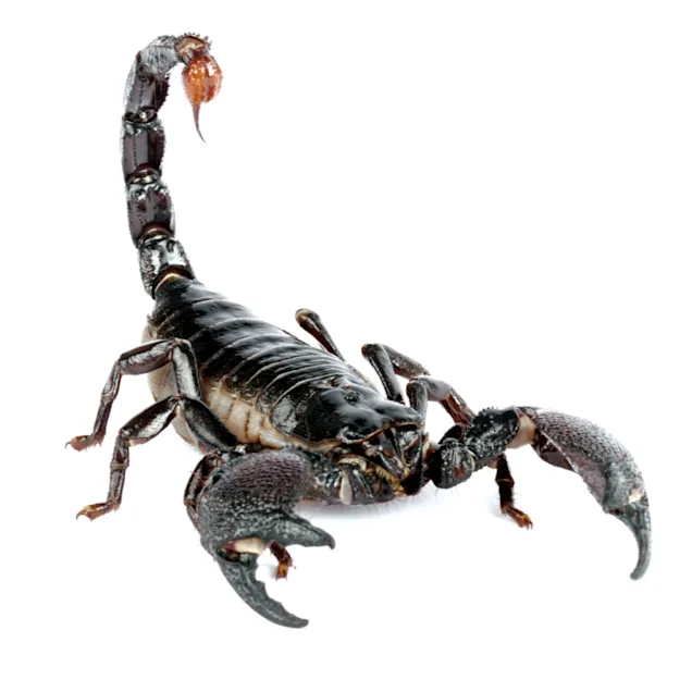 Some scorpions can hiss by rubbing themselves with 'sandpaper