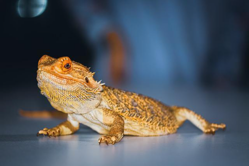 Taking Care of Bearded Dragons Long Island Bird & Exotics Veterinary