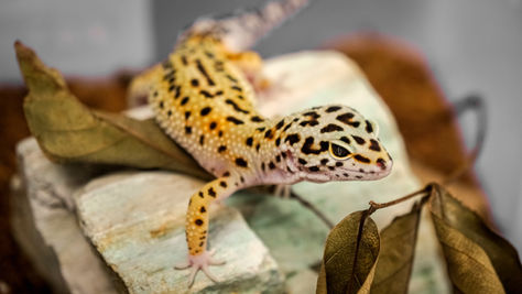 Yellow and black-spotted gecko crawls on a white rock. Brown leaves sit in the foreground. The background is blurred gray.