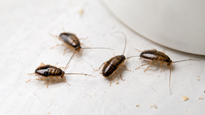 Four cockroach nymphs crawl on a white surface beside a curved container edge.