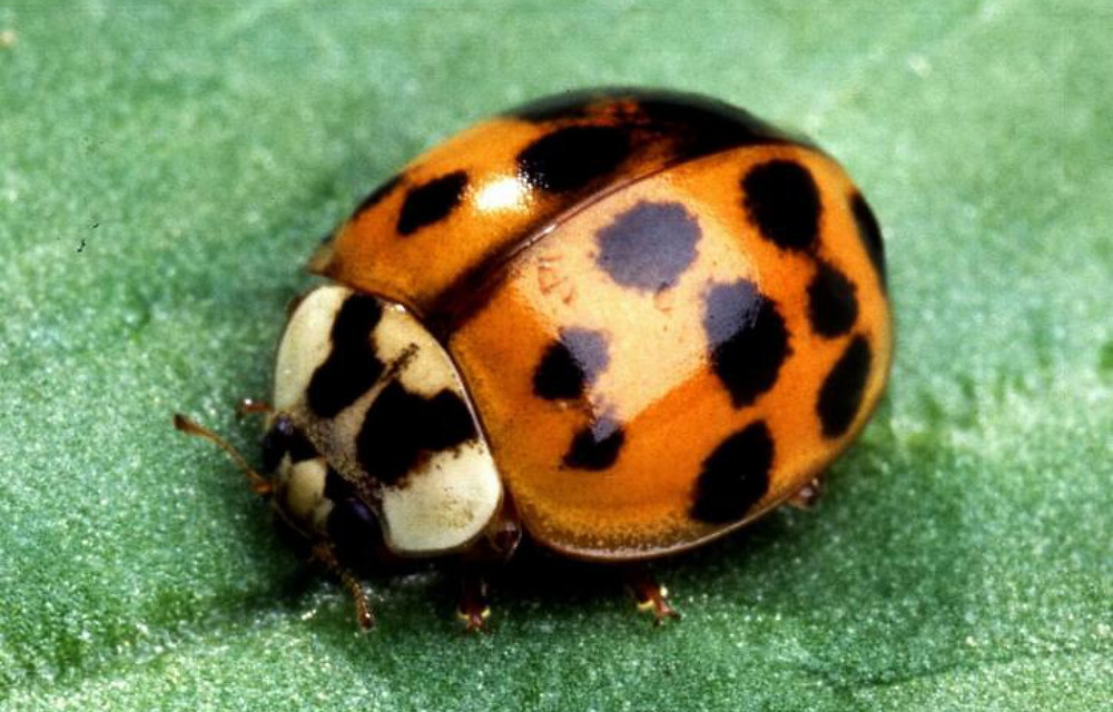 Asian Lady Beetle
