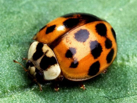 How Well Do You Know Your Bugs?