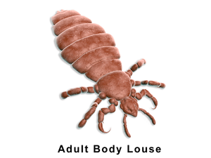 image of adult body lice