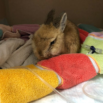 pet rabbit receiving treatment at exotic vet new york