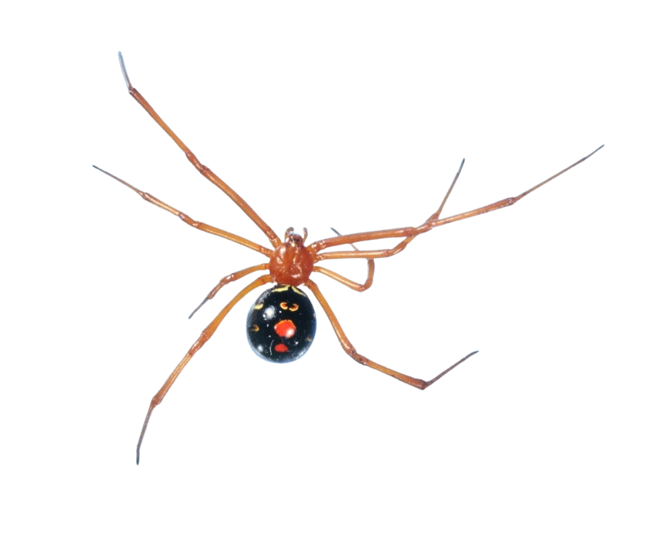 Red-Legged Widow Spider