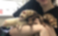 ferret vet