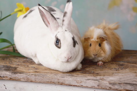 Healthy Greens for Happy Hoppers: A Rabbit and Guinea Pig Feeding Guide